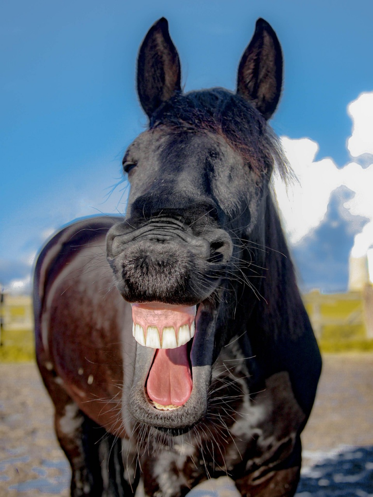 laughing horse